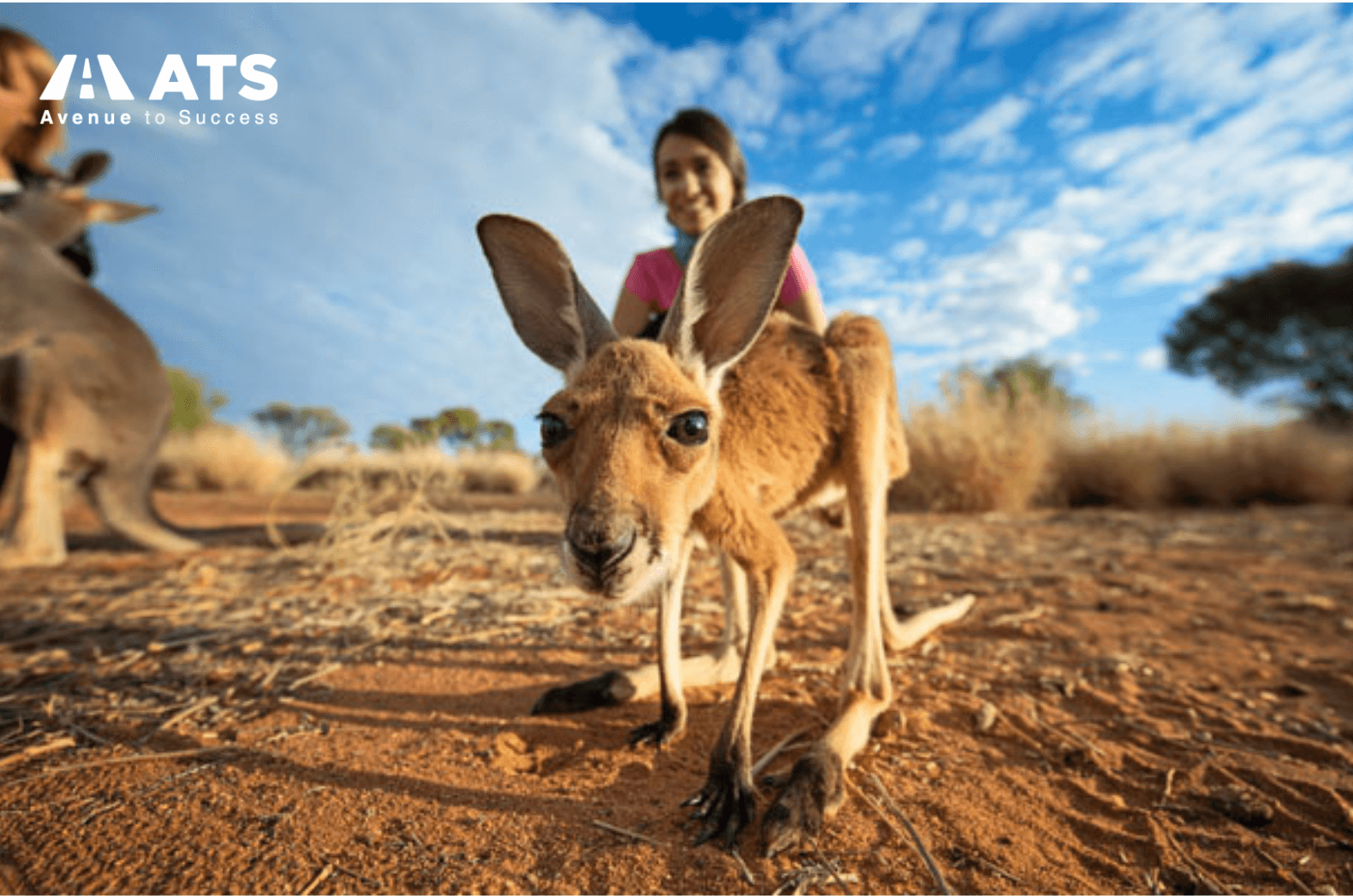 Vùng lãnh thổ Bắc Úc thân thiện với các loài động vật gần gũi đáng yêu danh-sach-uc8