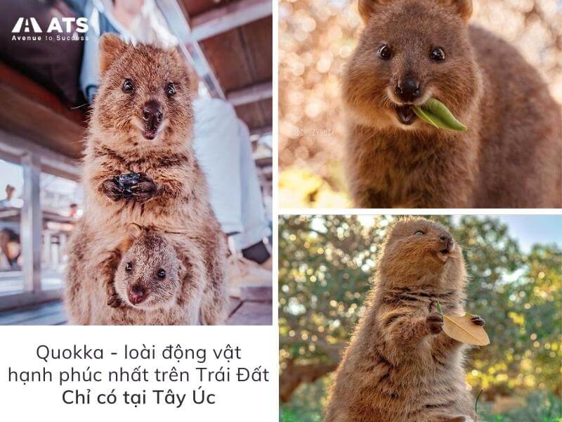 Quokka, động vật hạnh phúc nhất thế giới chỉ có tại Tây Úc