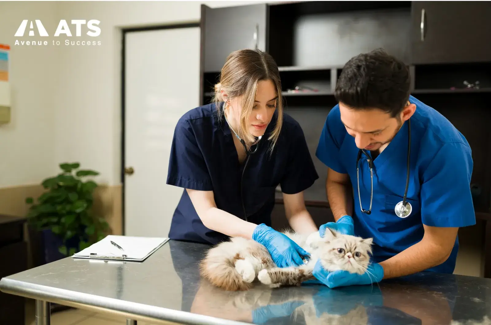 Tại Mỹ, để trở th&agrave;nh b&aacute;c sĩ th&uacute; y h&agrave;nh nghề, bạn thường cần ho&agrave;n th&agrave;nh chương tr&igrave;nh Doctor of Veterinary Medicine (DVM)