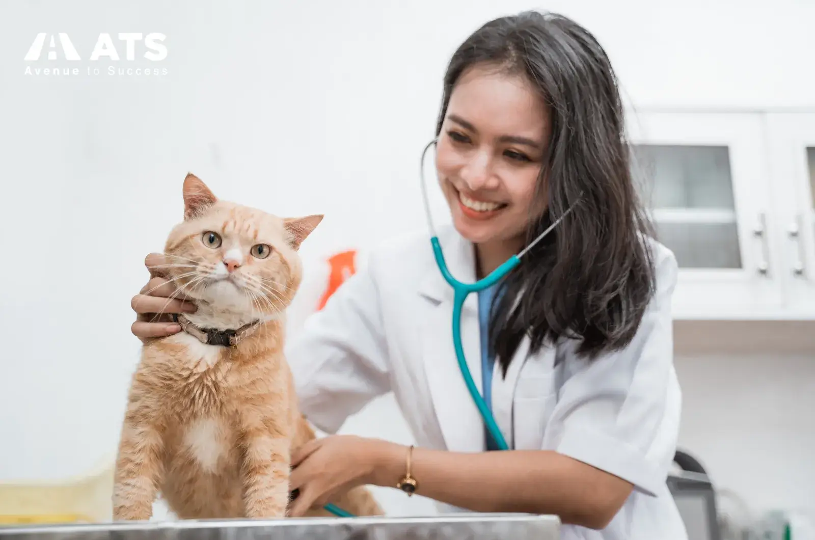 Bạn c&oacute; thể nộp DVM sau khi ho&agrave;n th&agrave;nh đủ prerequisites. Nhiều ứng vi&ecirc;n nộp khi đ&atilde; học 3 - 4 năm đại học hoặc đ&atilde; c&oacute; bằng Cử nh&acirc;n.