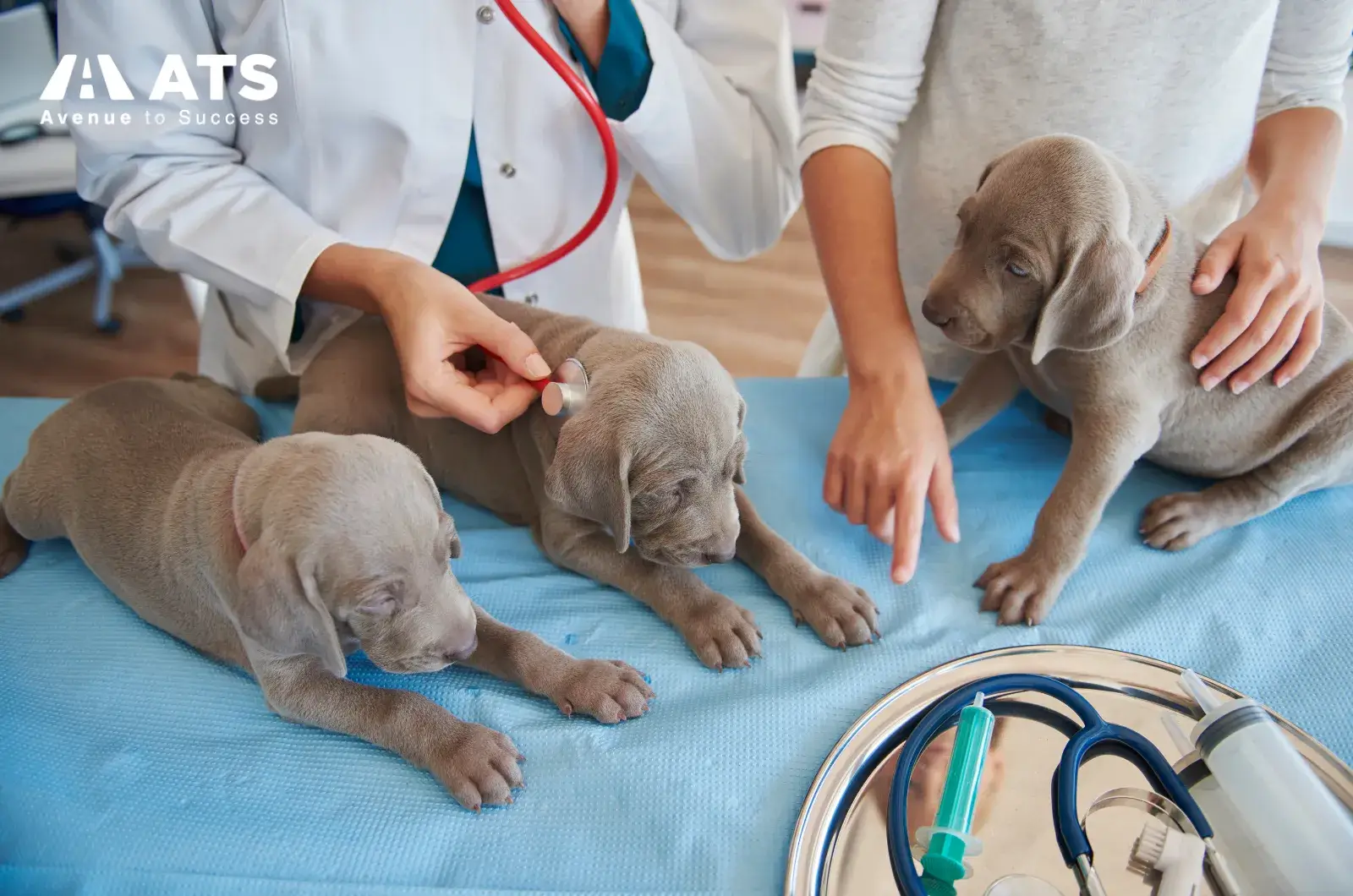 Trường thường muốn thấy bạn đ&atilde; thực sự trải nghiệm m&ocirc;i trường li&ecirc;n quan đến động vật v&agrave; hiểu nghề